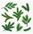 fir tree branches isolated on transparent vector image