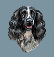 spaniel dog hand drawing portrait color vector image vector image