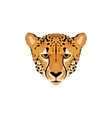 a cheetah head vector image vector image