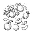 apricot drawing set hand drawn fruit vector image