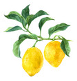 watercolor lemon tree branch vector image vector image