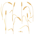 ears set white vector image