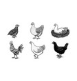 domestic chicken and rooster hand drawn bird vector image vector image