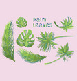 palm leaves vector image