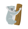 grey koala bear isolated on wood branch australian vector image vector image