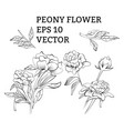 set of peony flowers in on white background vector image