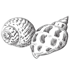 Hand drawing seashells set 1 Royalty Free Vector Image