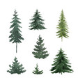 watercolor set with green fir trees vector image