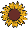 sunflower flower color vector image