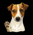 jack russel terrier dog color on black background vector image vector image