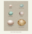 variety of birds eggs vector image vector image