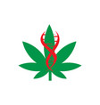 cannabis leaf with dna symbol logo template vector image vector image