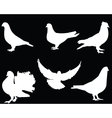 pigeon vector image