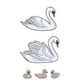 set swans - udult and baby birds vector image vector image