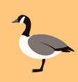 canadian goose flat style vector image