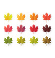 colorful autumn leaves set isolated on white vector image vector image