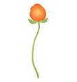 lotus in oriental style chinese and japanese vector image