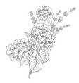 floral design of lavender and hydrangea isolated vector image vector image