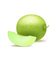 realistic detailed 3d whole honeydew melon vector image
