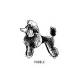 hand drawn poodle vector image