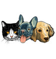 cat and dog characters best friend forever vector image