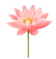 lotus flower vector image vector image