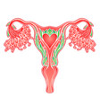 decorative drawing female reproductive system vector image