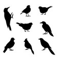 a set of silhouettes of winter birds vector image