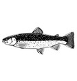 brook trout fish black and white vector image vector image