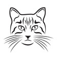 cat on white background vector image