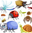 different kinds of insects vector image