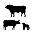 cow bull calf vector image