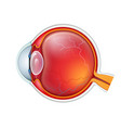 human eye crossection close up isolated vector image