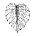 sketch monstera leaf vector image
