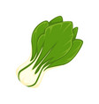 fresh green salad vector image