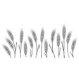 wheat ears set vector image