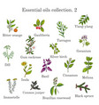 Set of essential oil plants hand drawn ector vector image