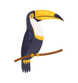 toucan tropical parrot beautiful bird with blackk vector image
