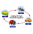 Moth life cycle concept Royalty Free Vector Image