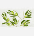 realistic set of olive tree branches png vector image