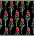 seamless pattern protea sugarbushes flowers vector image