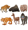 rare animals vector image