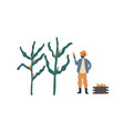 farmer collecting corn flat vector image