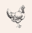 hand drawn sketch chicken hen vector image
