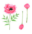 pink flower watercolor collection hand drawn vector image
