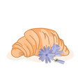 delicious baked croissant and cute chicory flowers vector image