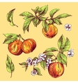 sketching of apples vector image
