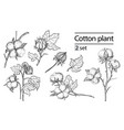 set of hand draw ink cotton plant vector image