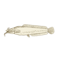 Cartoon of colored catfish Royalty Free Vector Image