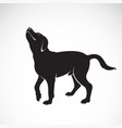 dog labrador on white background pet animals vector image